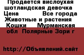 Продается вислоухая шотландская девочка › Цена ­ 8 500 - Все города Животные и растения » Кошки   . Мурманская обл.,Полярные Зори г.